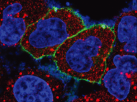 Confocal imaging of KDEL receptor in Cellvis glass bottom dish