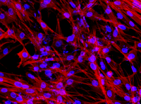 Confocal imaging of poly-lactic acid scaffolds in Cellvis glass bottom dish