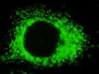 calcein-AM stained mitochondria using Cellvis glass bottom dish