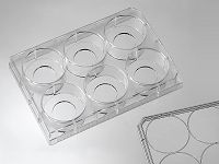 6 Micro-well glass bottom plates